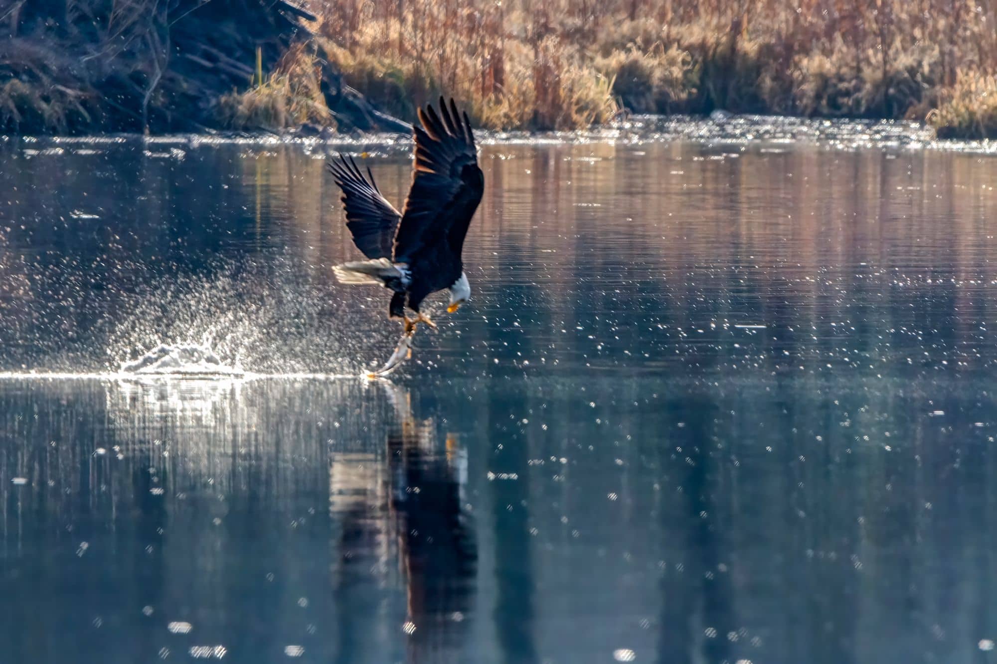 Le huard : C’est plus fort que vous ne le croyez