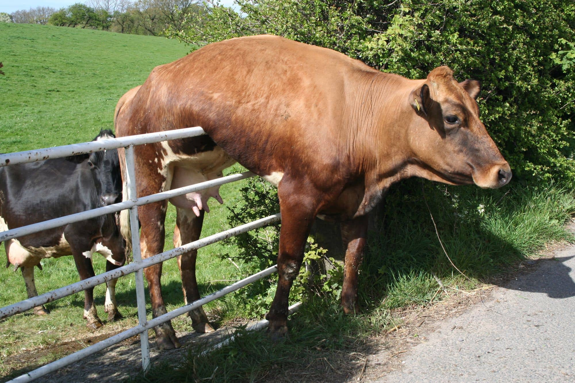 Coincé