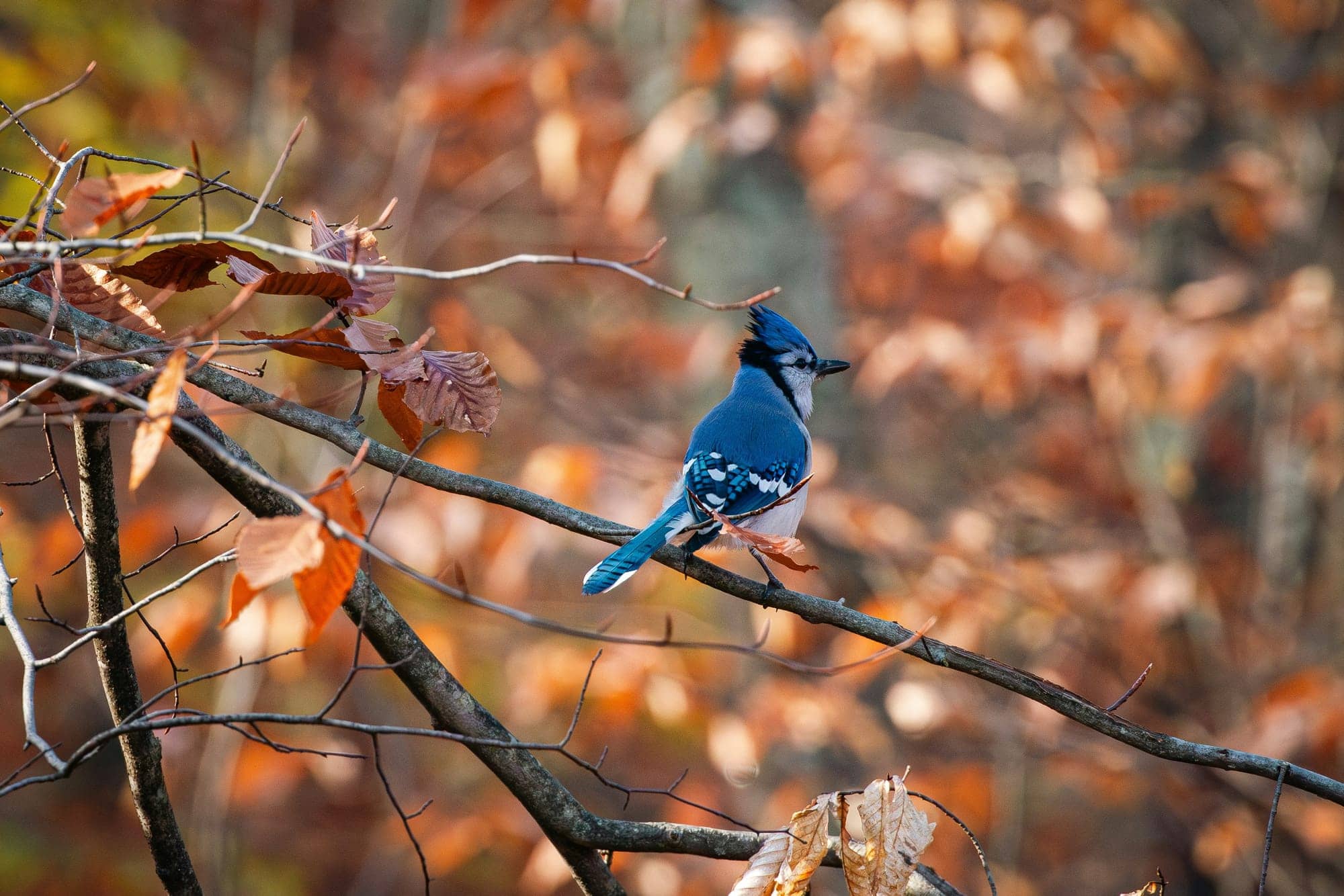 Investissez comme un Blue Jay