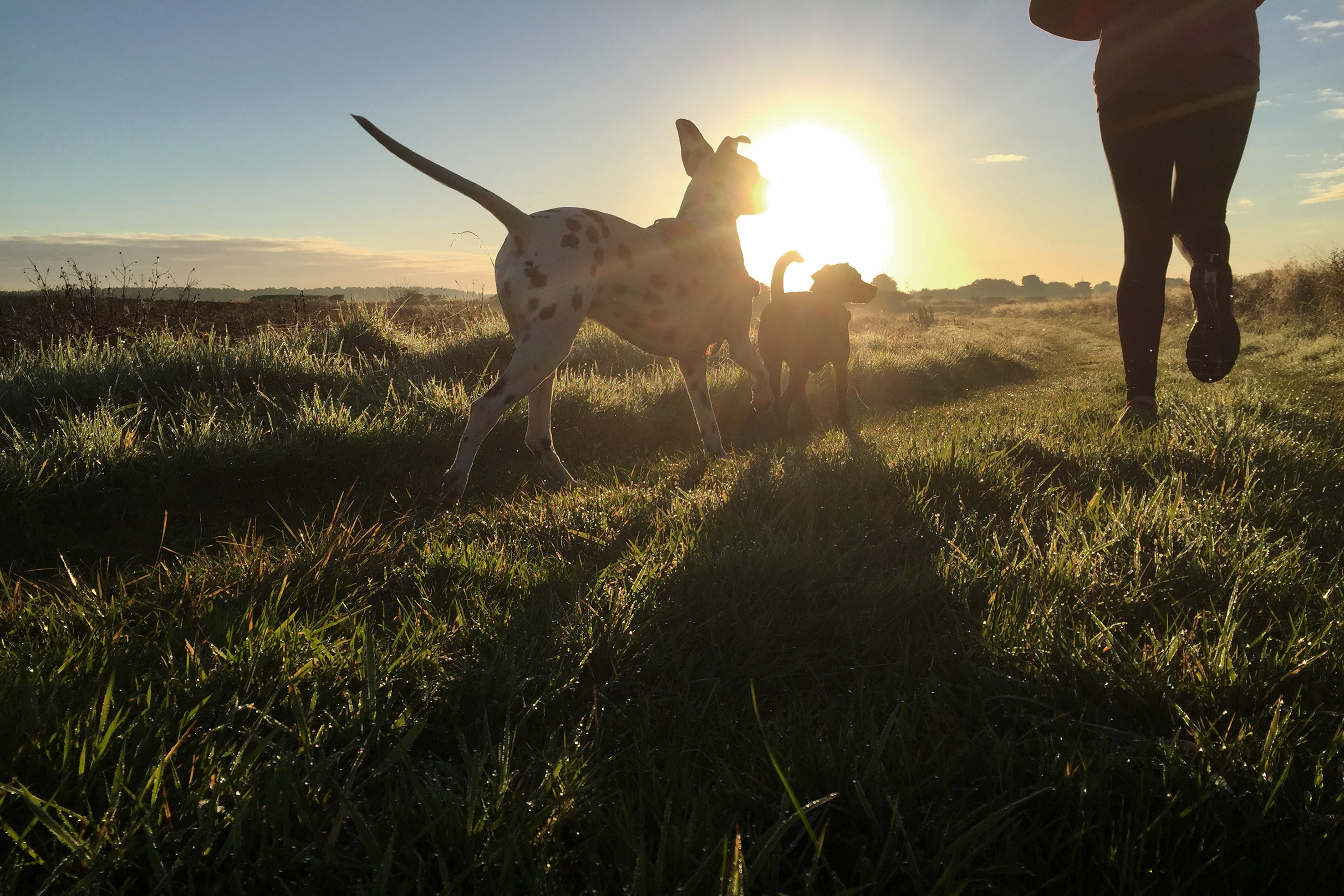 Active Fixed Income Background