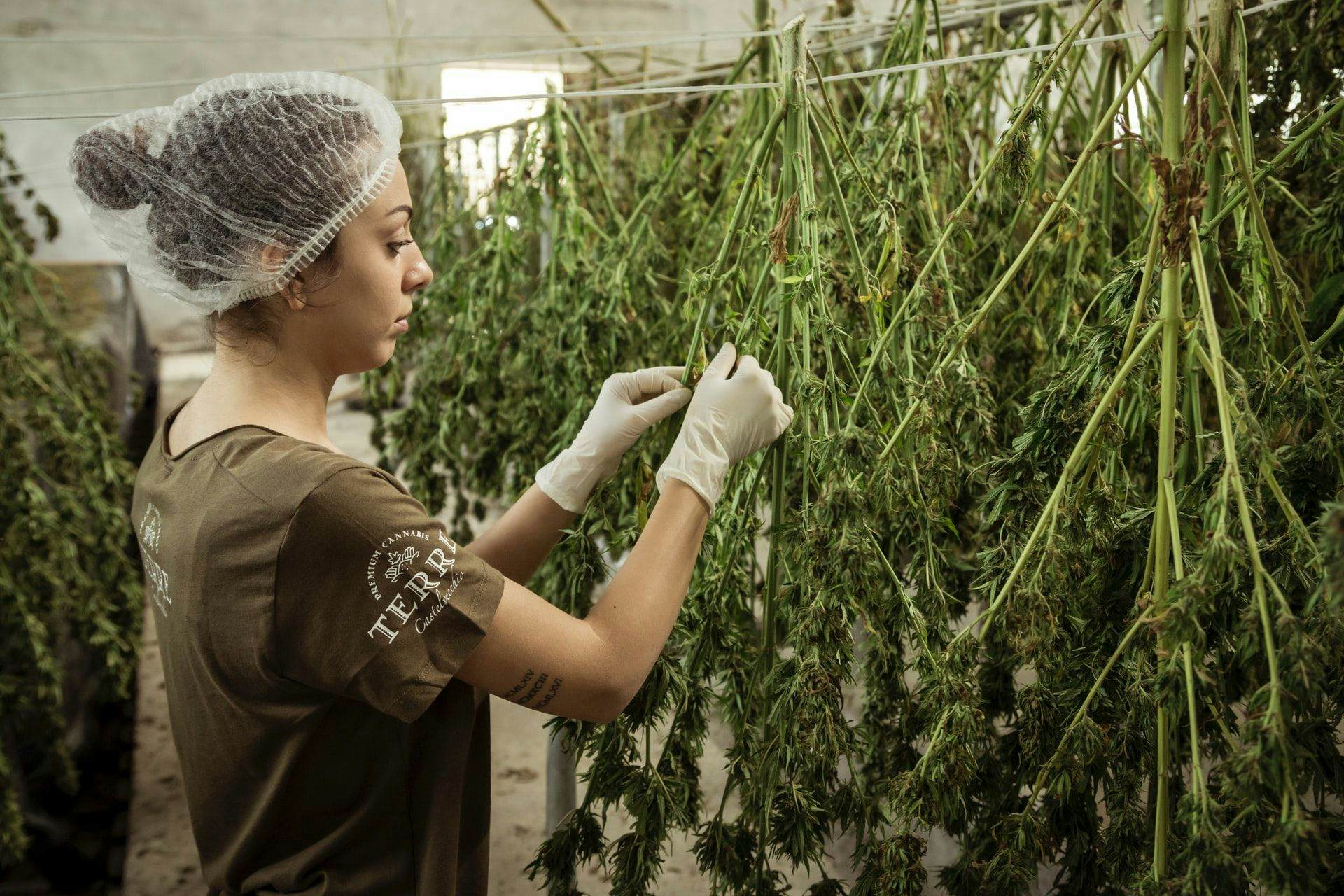 Mise à jour Cannabis 1H: Les États-Unis passent à la vitesse supérieure tandis que le Canada reste au point mort